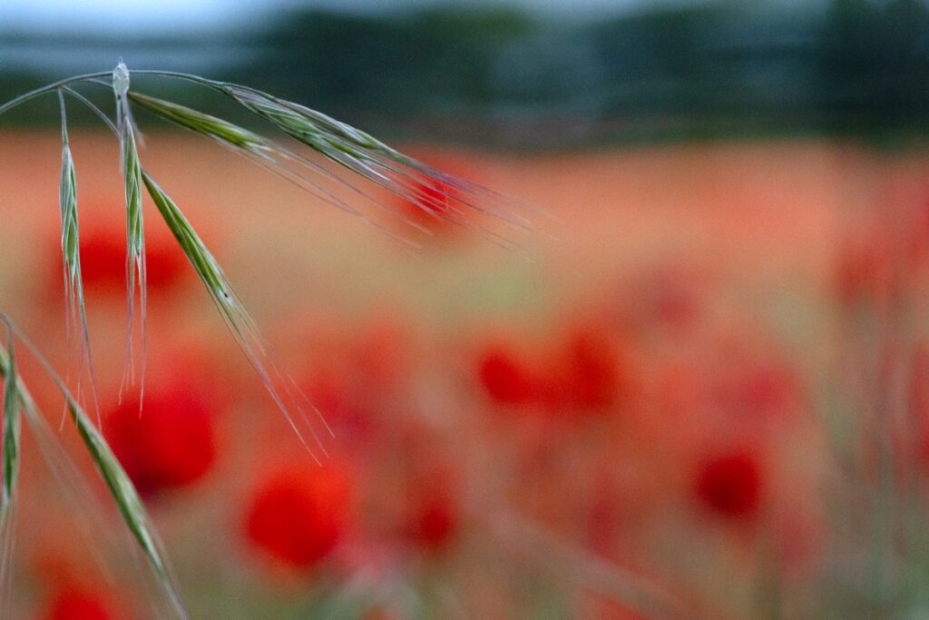 Bewdley Worcester poppy field