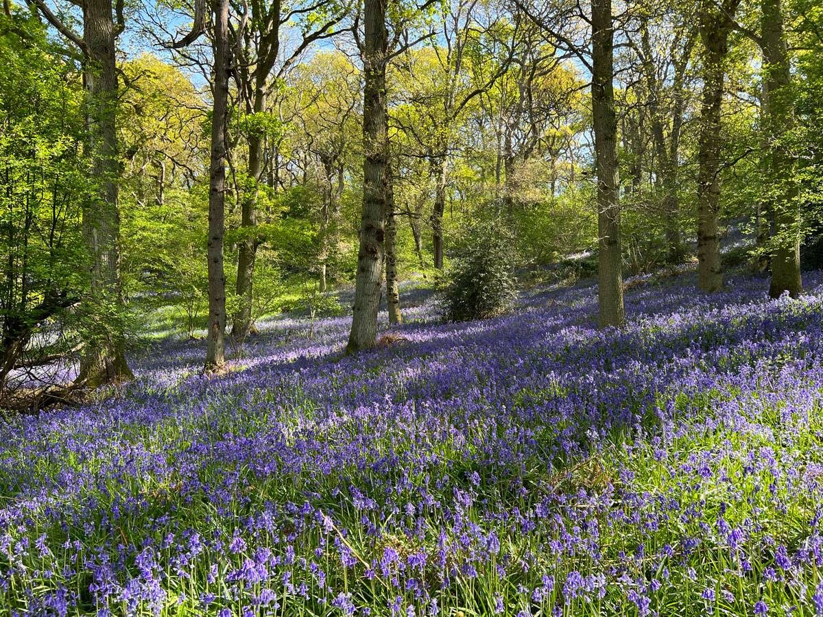 Bluebell walk at Great Alne Wood