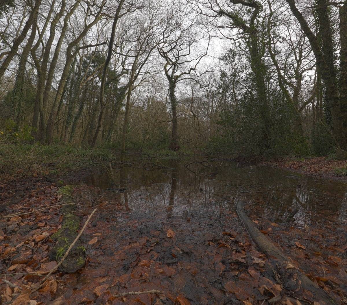 Clowes Wood