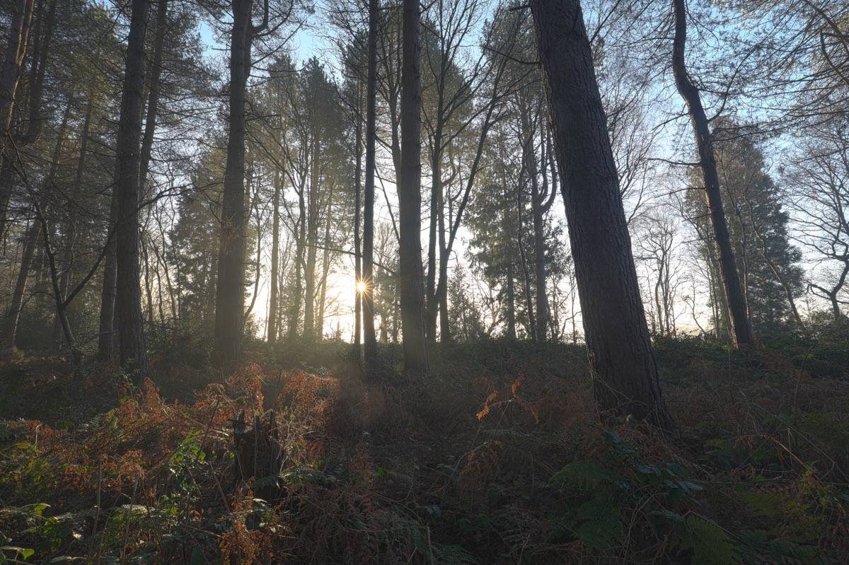Sunrise in Hay Wood