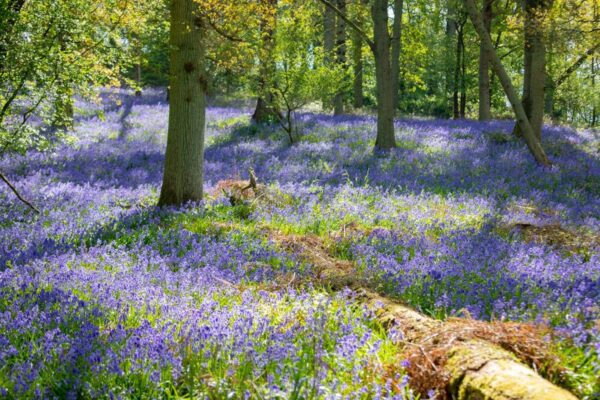 Bluebell walk in Great Alne Woods