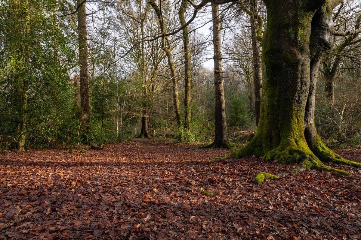 Winter at Clowes Wood