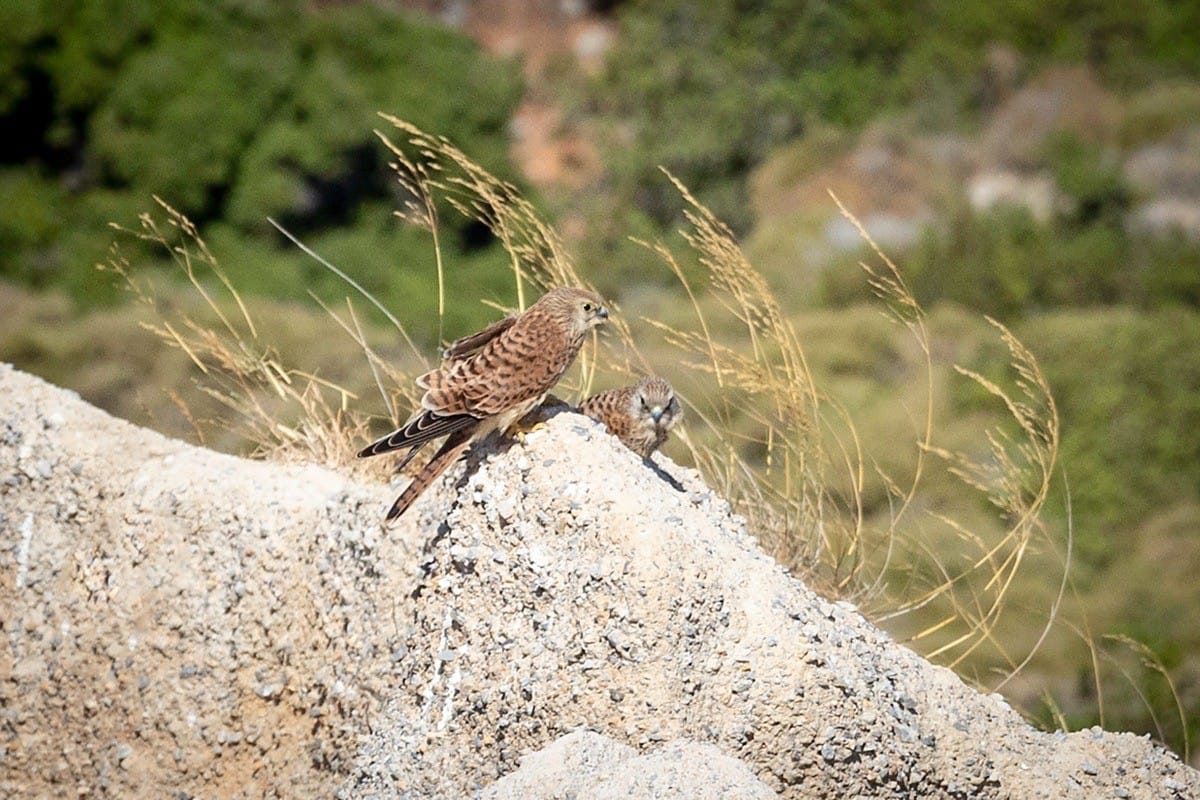 Lesser Kestrel, Mountains in Kos