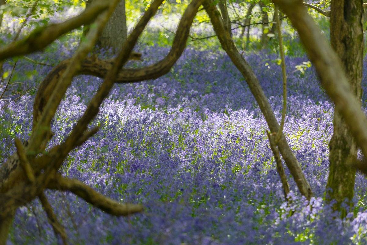Bluebell walk at Great Alne Wood
