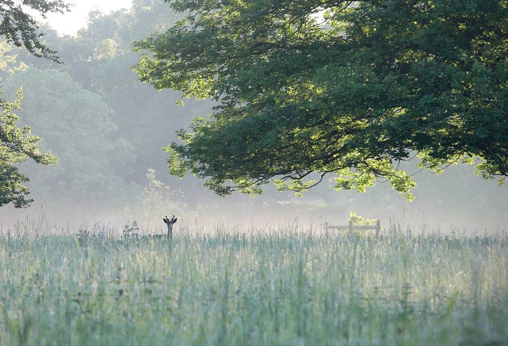 Mist in the Park