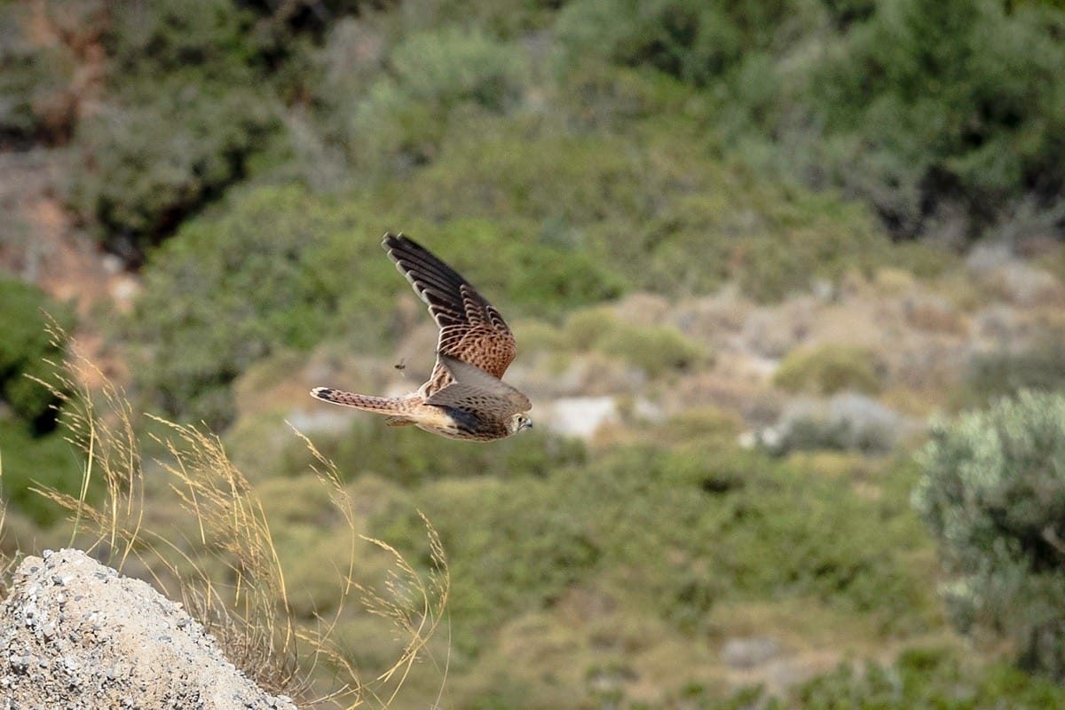 Lesser Kestrel, Mountains in Kos