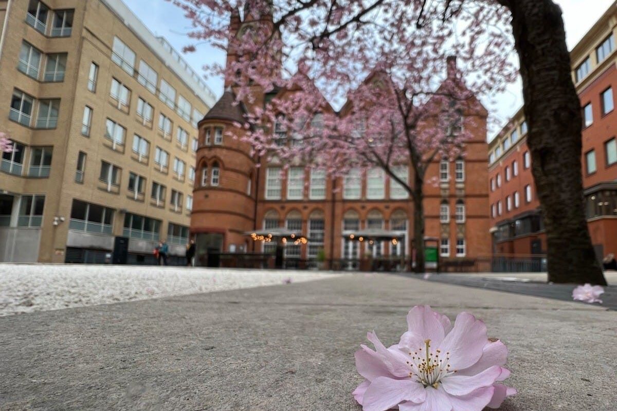 Birmingham Blossom