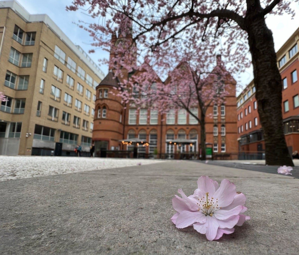 Birmingham Blossom