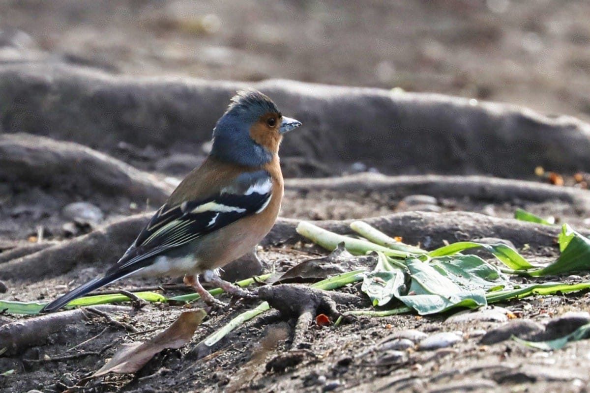 Middleton Lakes RSPB