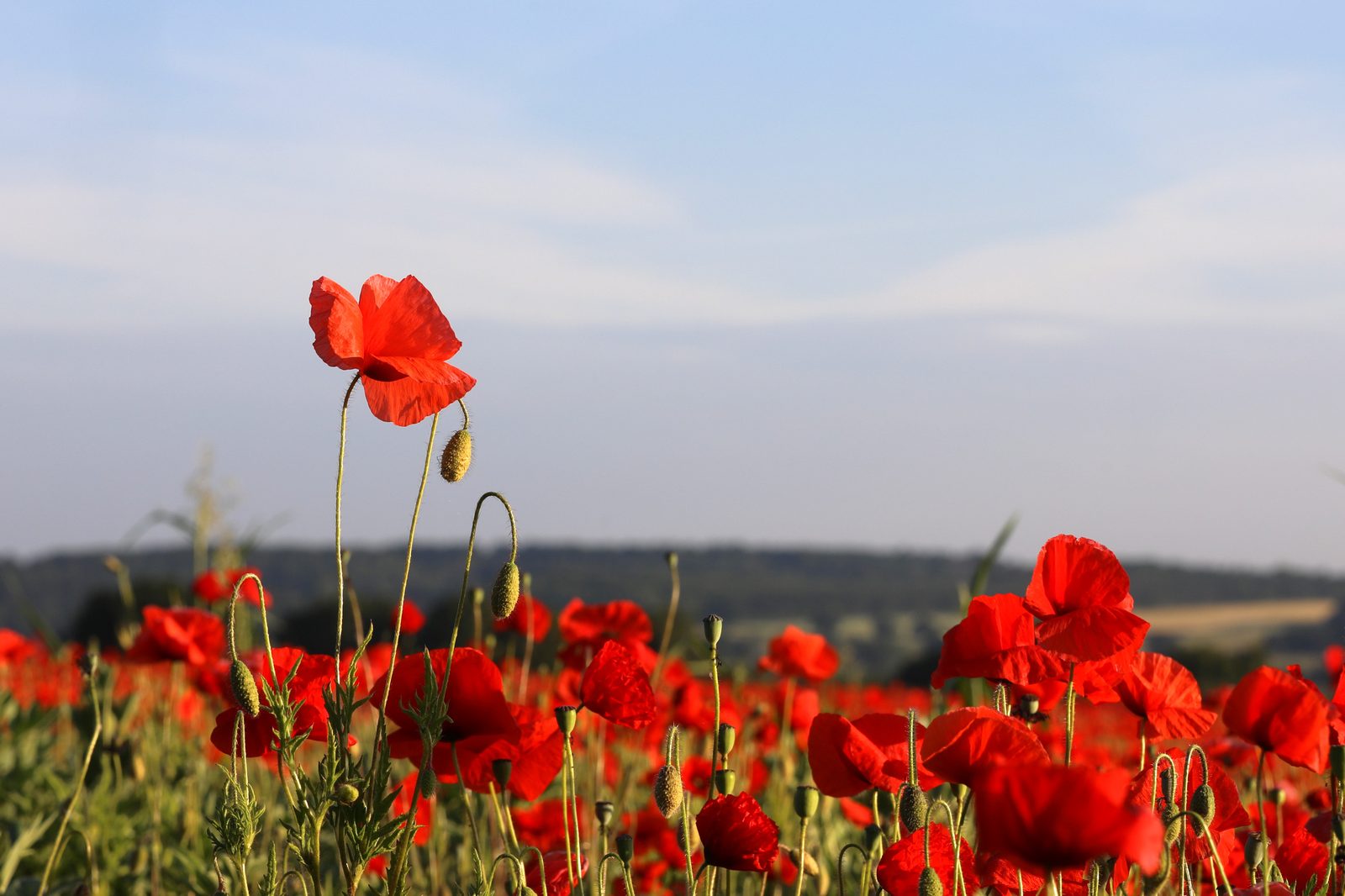 Poppy fields, Kidderminster, June 2022