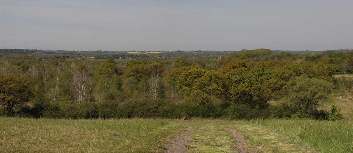 Bluebell walk at Great Alne Wood