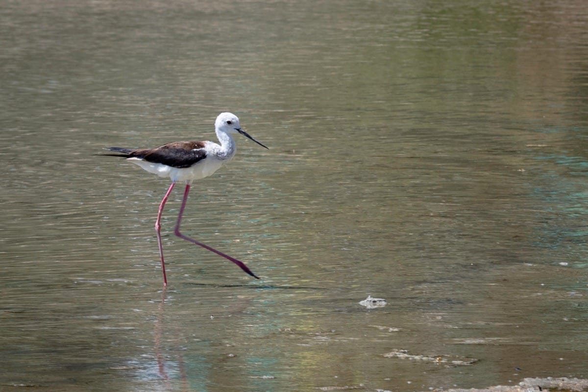 Aliki Salt Lake, Kos Island