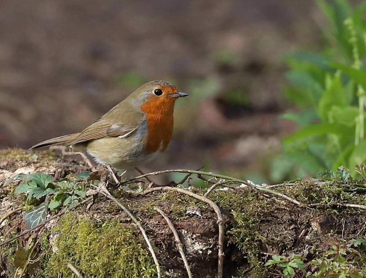 Middleton Lakes RSPB