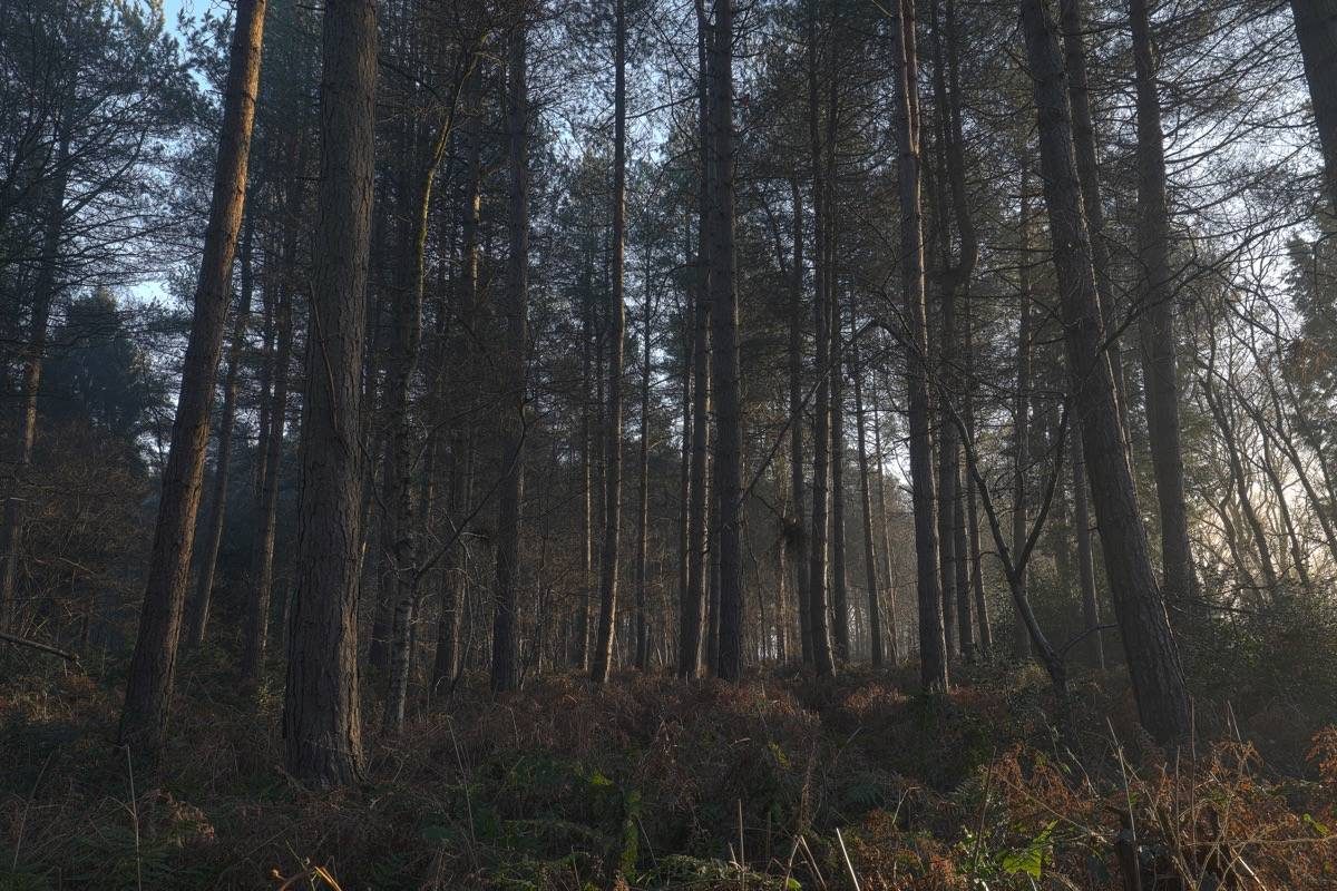 Hay wood