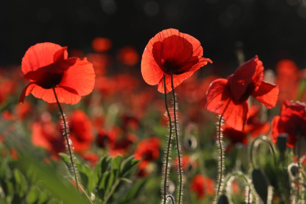 Summertime and the poppies are back