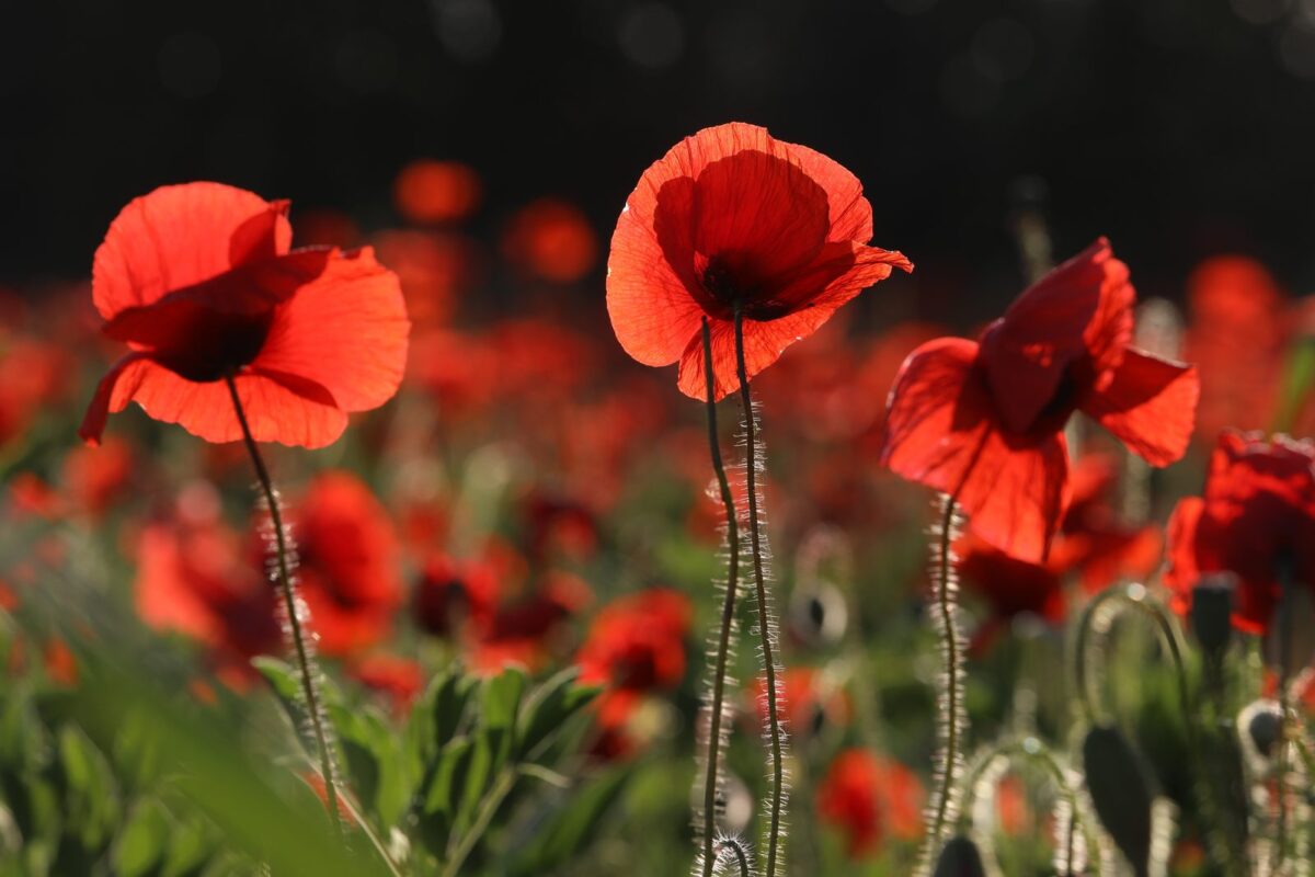 Summertime and the poppies are back
