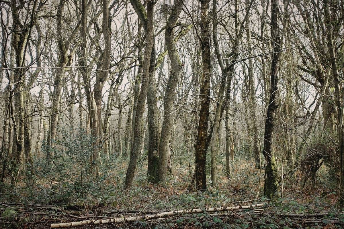 Winter in woodland.