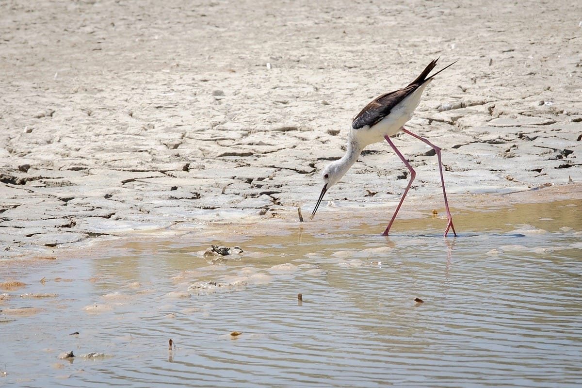 Aliki Salt Lake, Kos Island