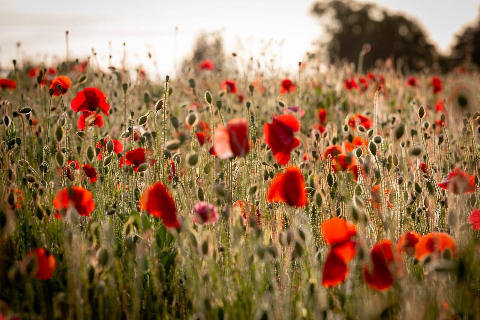 Poppy Field