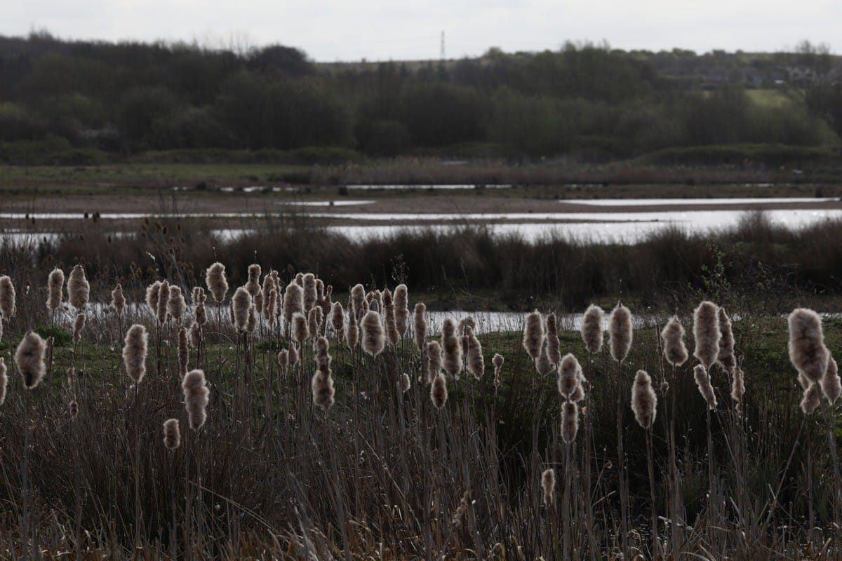 Middleton Lakes RSPB