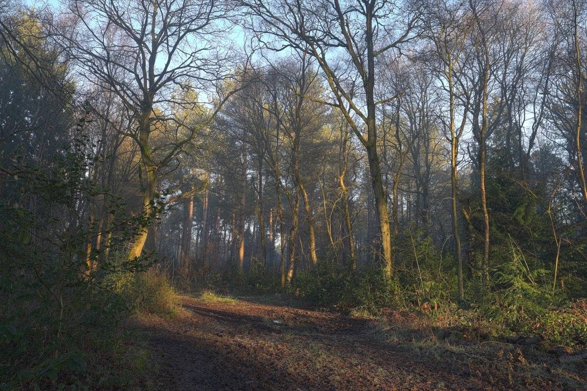 January Sunrise in Hay Wood