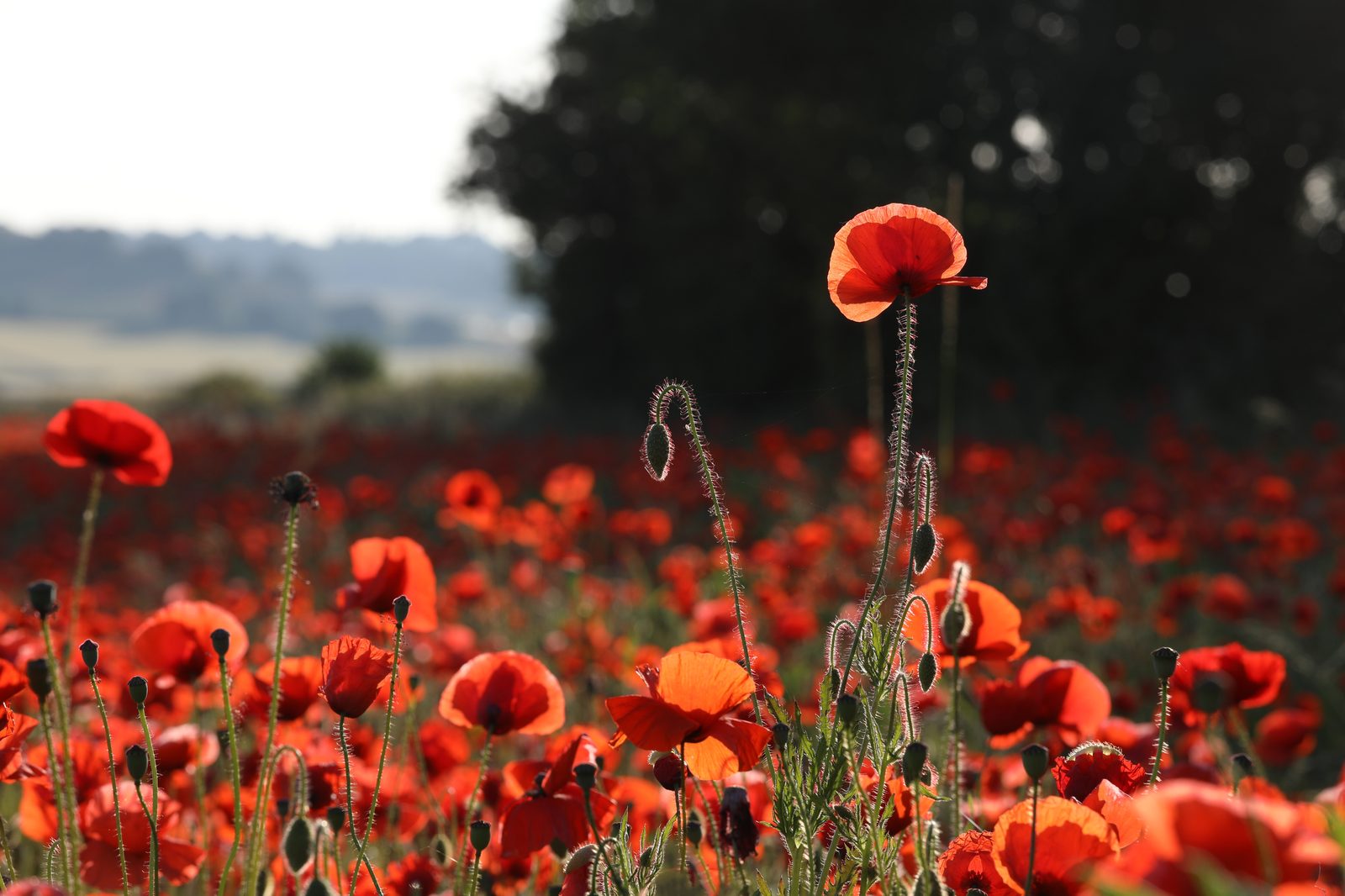 Poppy fields, Kidderminster, June 2022