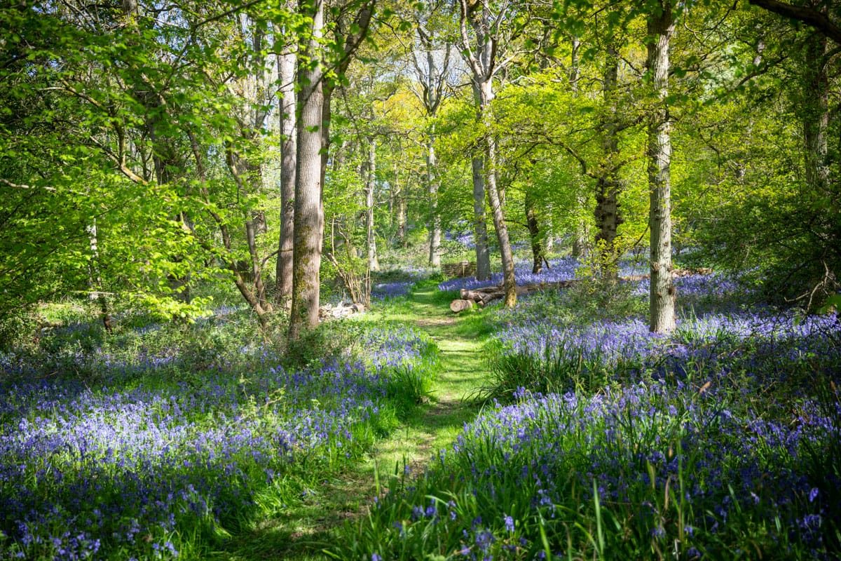 Bluebell walk at Great Alne Wood