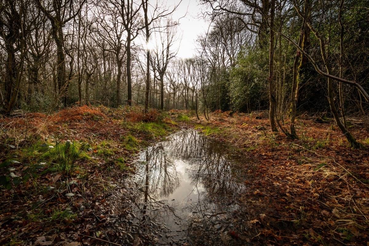Reflections in the woodland pools.