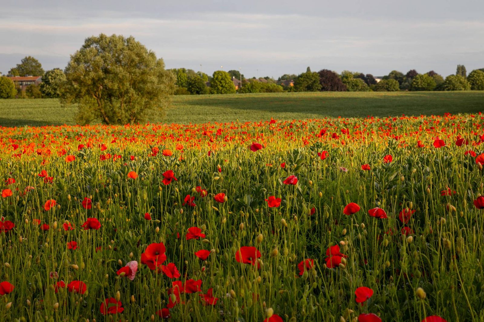 Poppy Field
