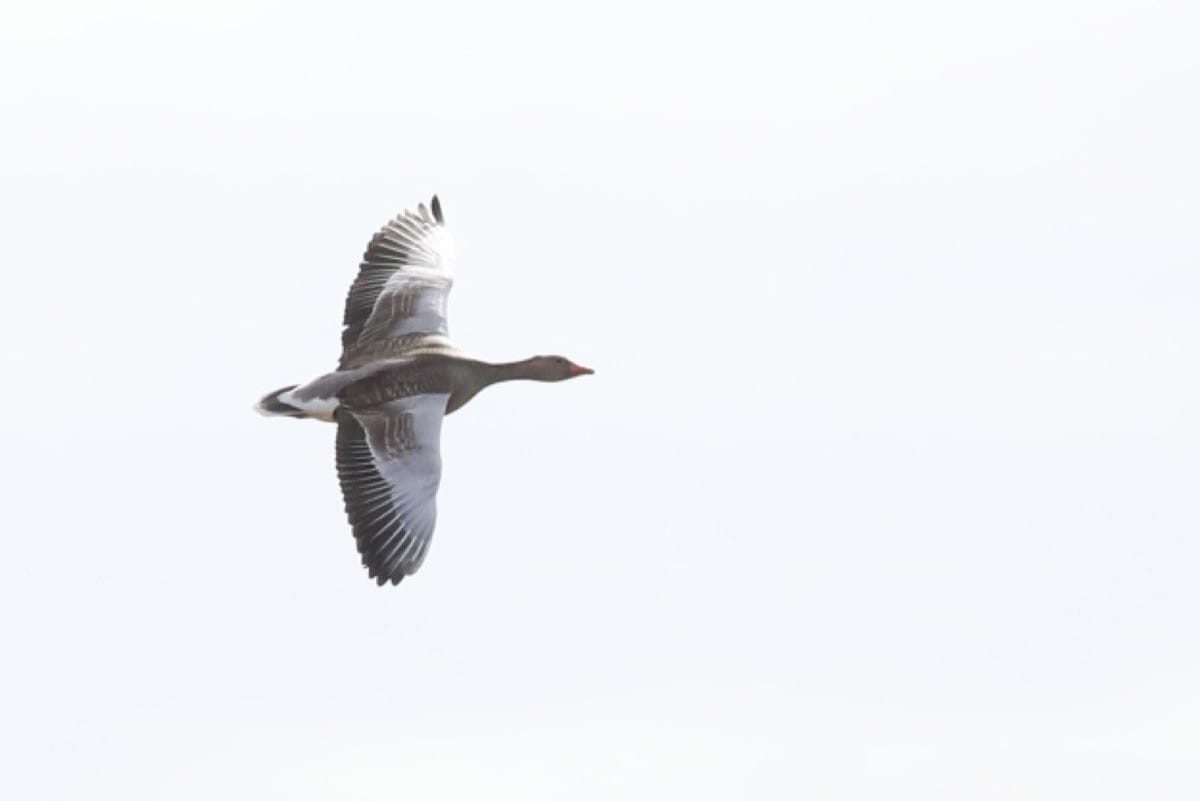 Middleton Lakes RSPB