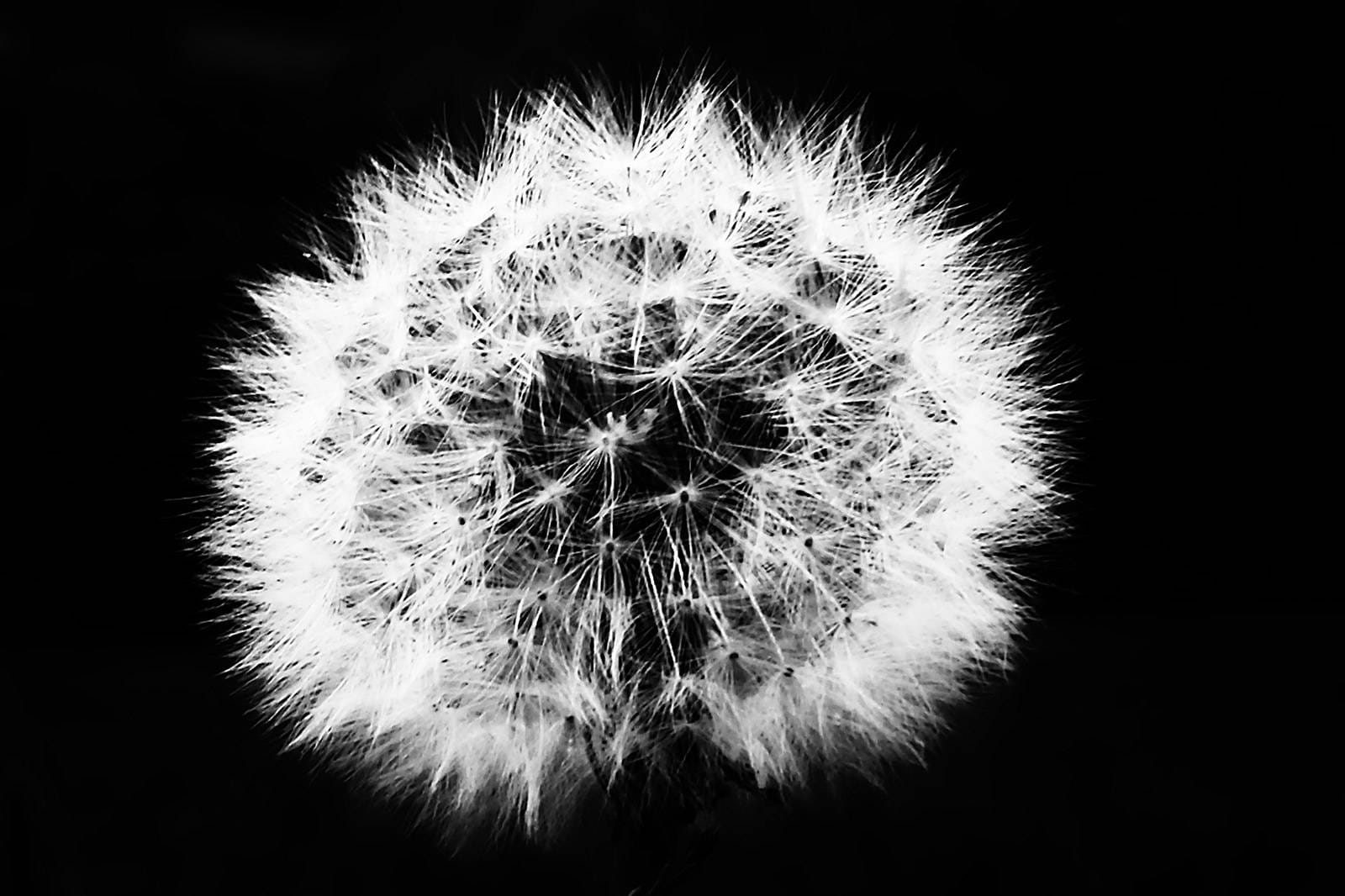 Dandelion Clock