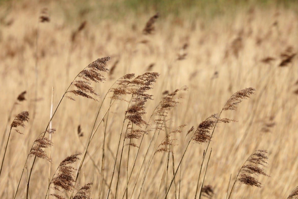 Middleton Lakes RSPB