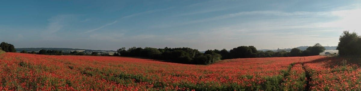 Poppy fields, Kidderminster, June 2022