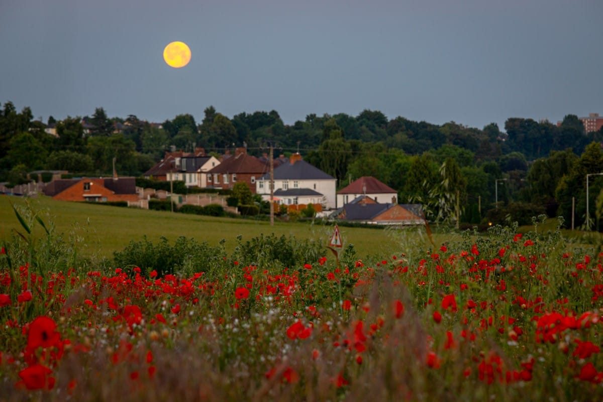 Poppy fields, Kidderminster, June 2022