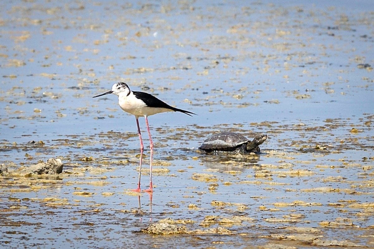 Aliki Salt Lake, Kos Island