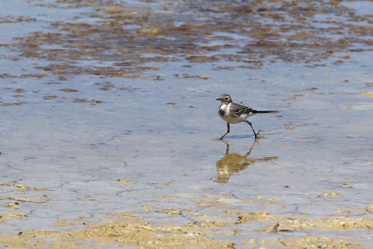 Aliki Salt Lake, Kos Island