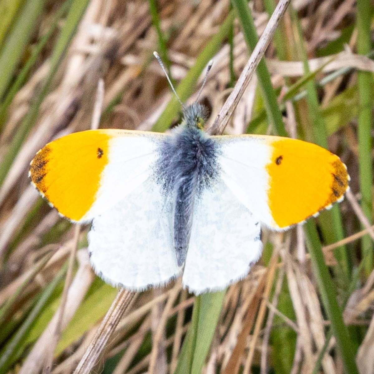 Middleton Lakes RSPB