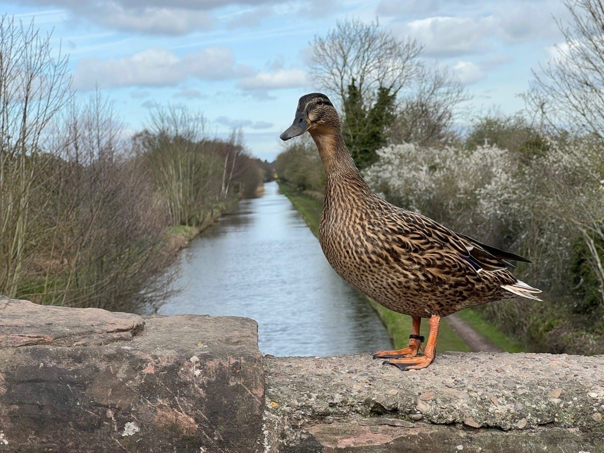 Middleton Lakes RSPB