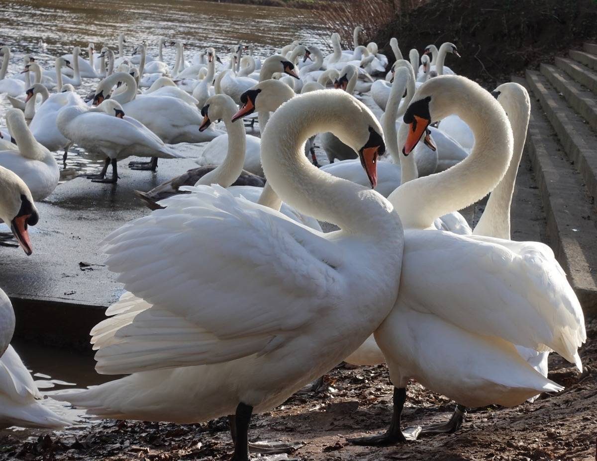 Swan Sanctuary, Worcester.
