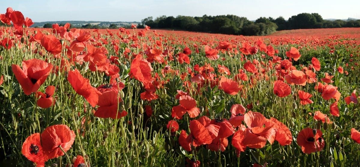 Poppy fields, Kidderminster, June 2022