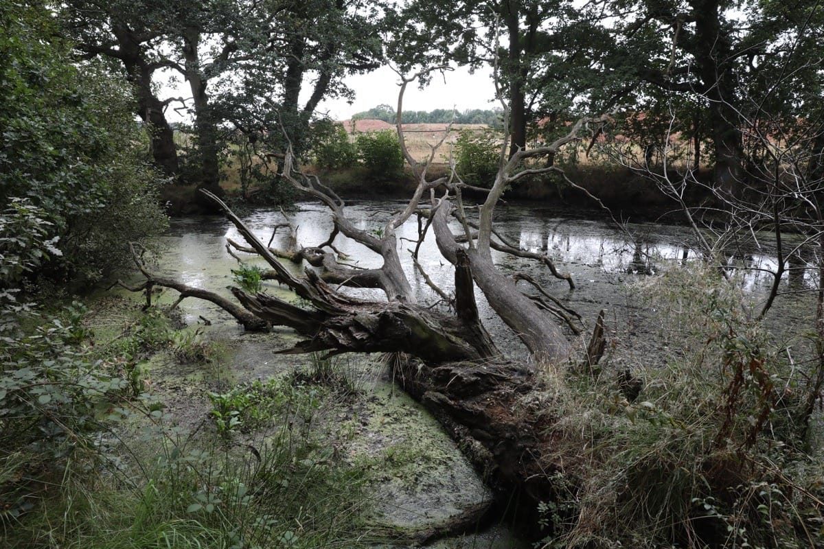 16 Acre wood, HS@ works, Berkswell, Sept 2024