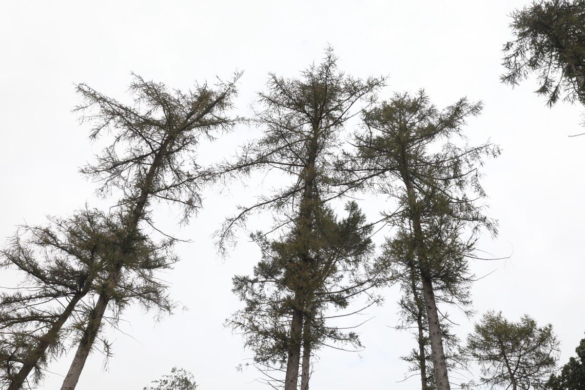 16 Acre wood, HS@ works, Berkswell, Sept 2024