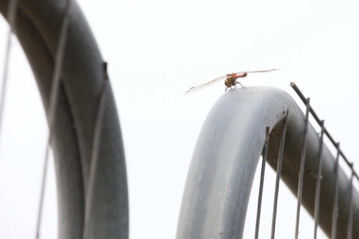 HS2 and 16 acre wood – nature is fighting back.
