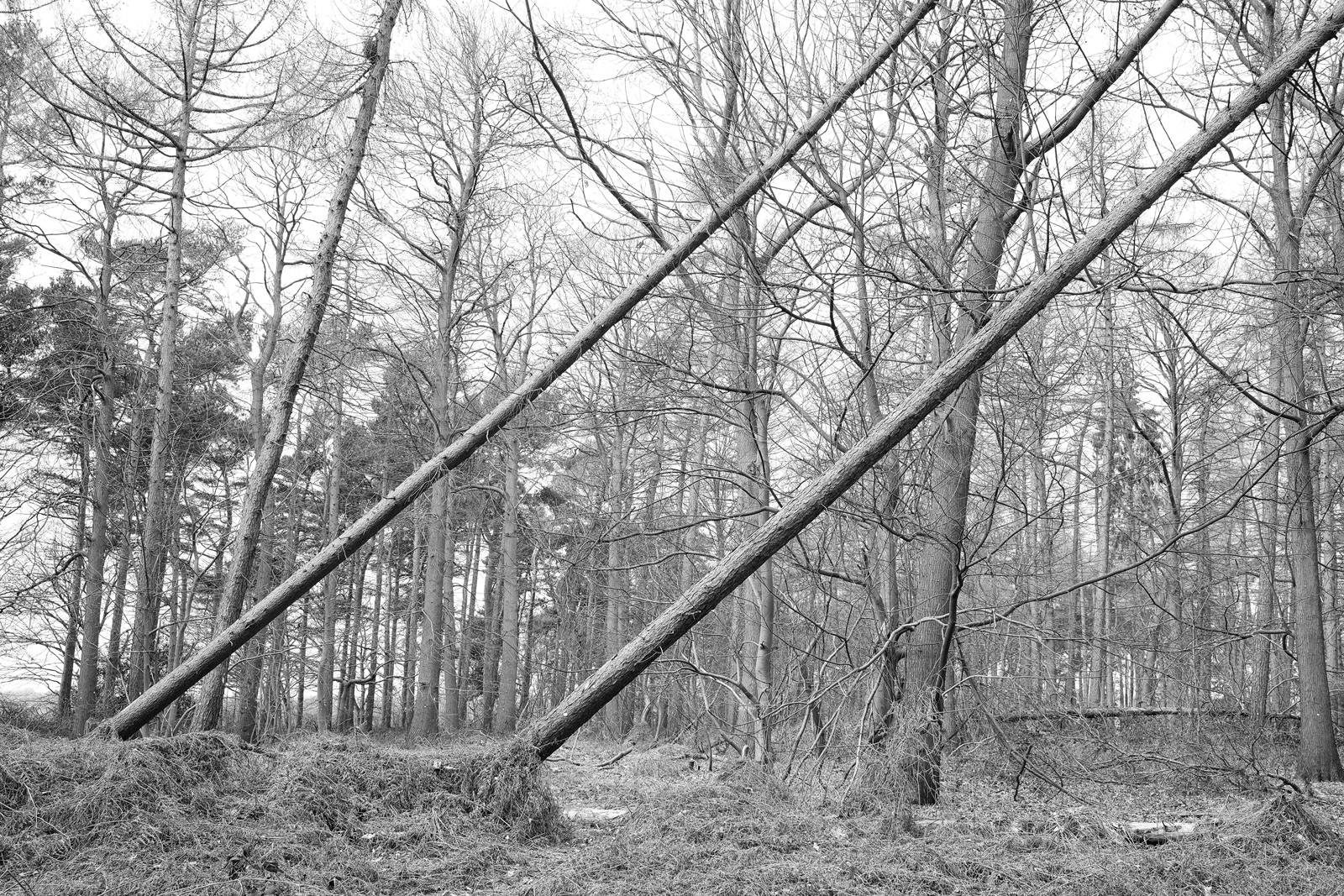 Sixteen Acre Wood