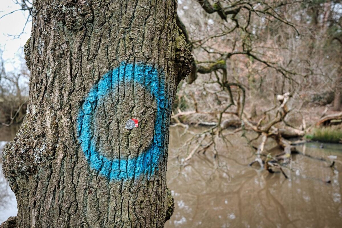 Sixteen Acre Wood