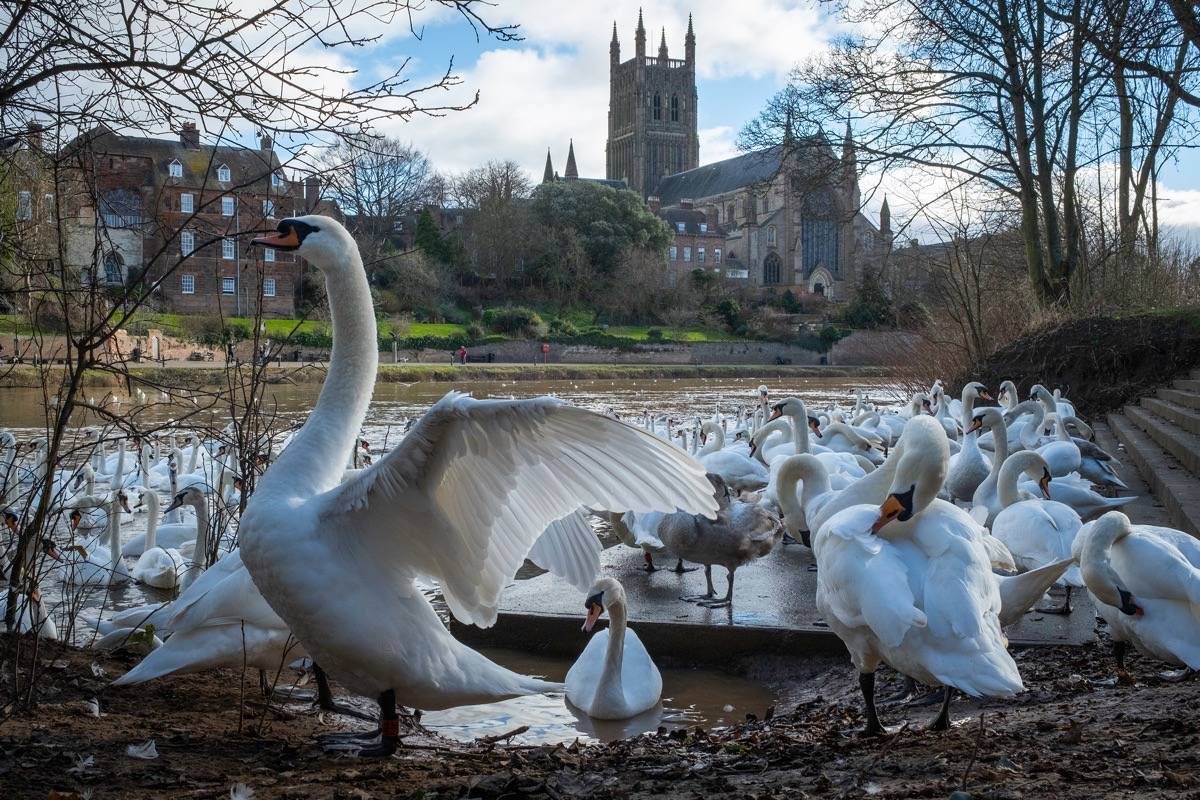Swan Sanctuary, Worcester.