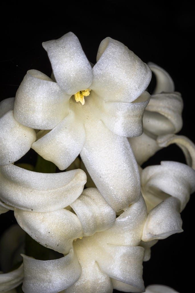 Flowers in the garden, April 2023