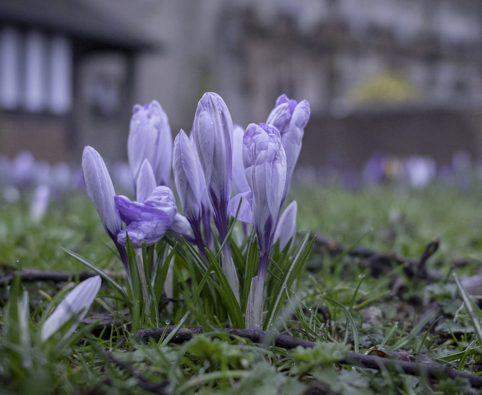Crocuses outside Knowle Church