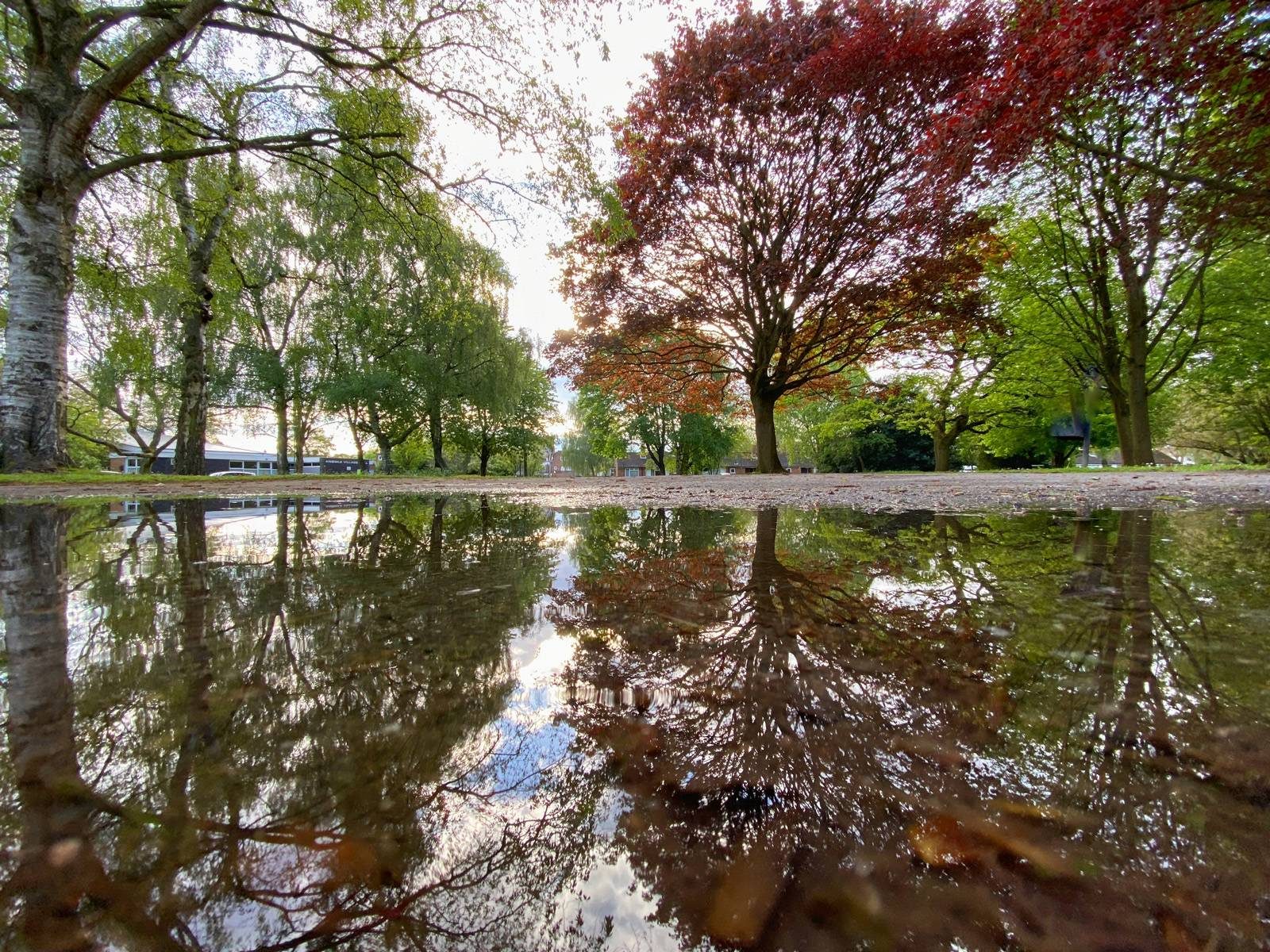 Tree reflections