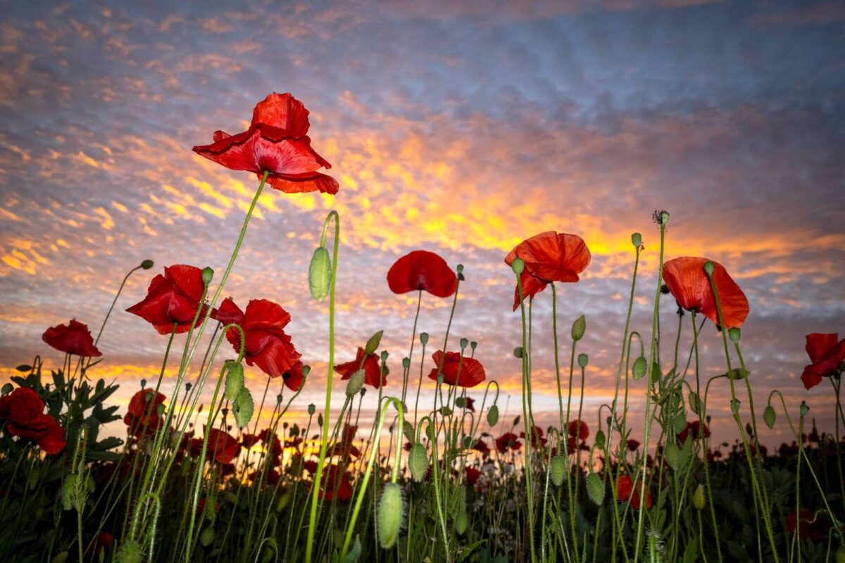 My poppy photograph in IGPOTY 2024